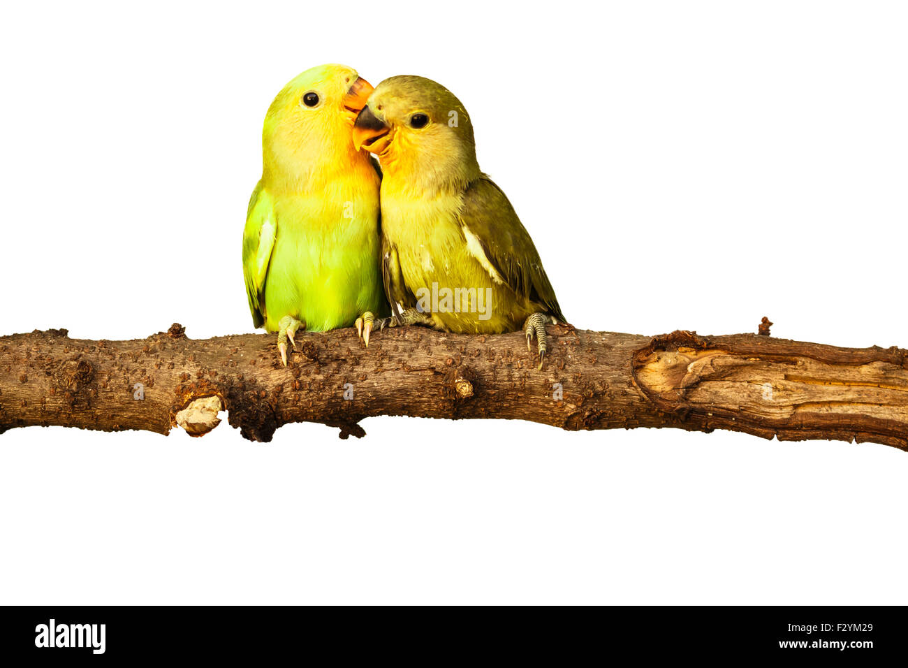 Vögel lieben auf isolierte Hintergrund Stockfoto