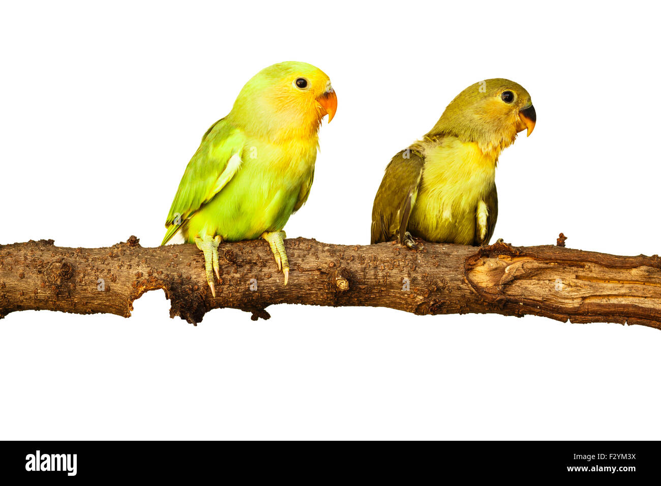 Vögel lieben auf isolierte Hintergrund Stockfoto