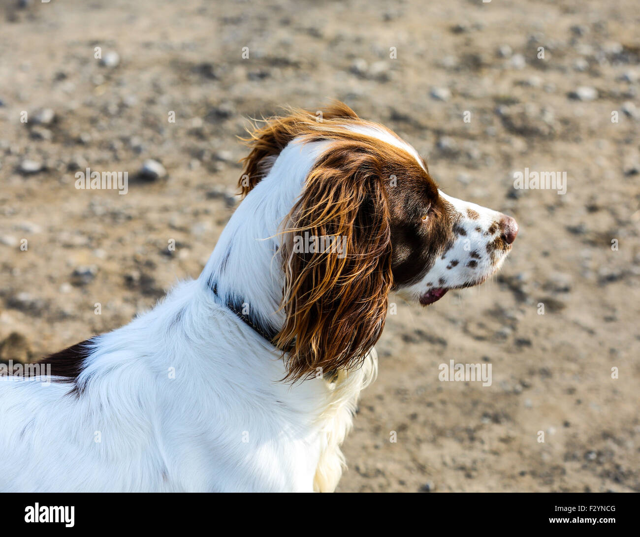 Ein Porträt von einem englischen Springer Spaniel namens Woody genommen in Mytholmroyd, West Yorkshire Stockfoto