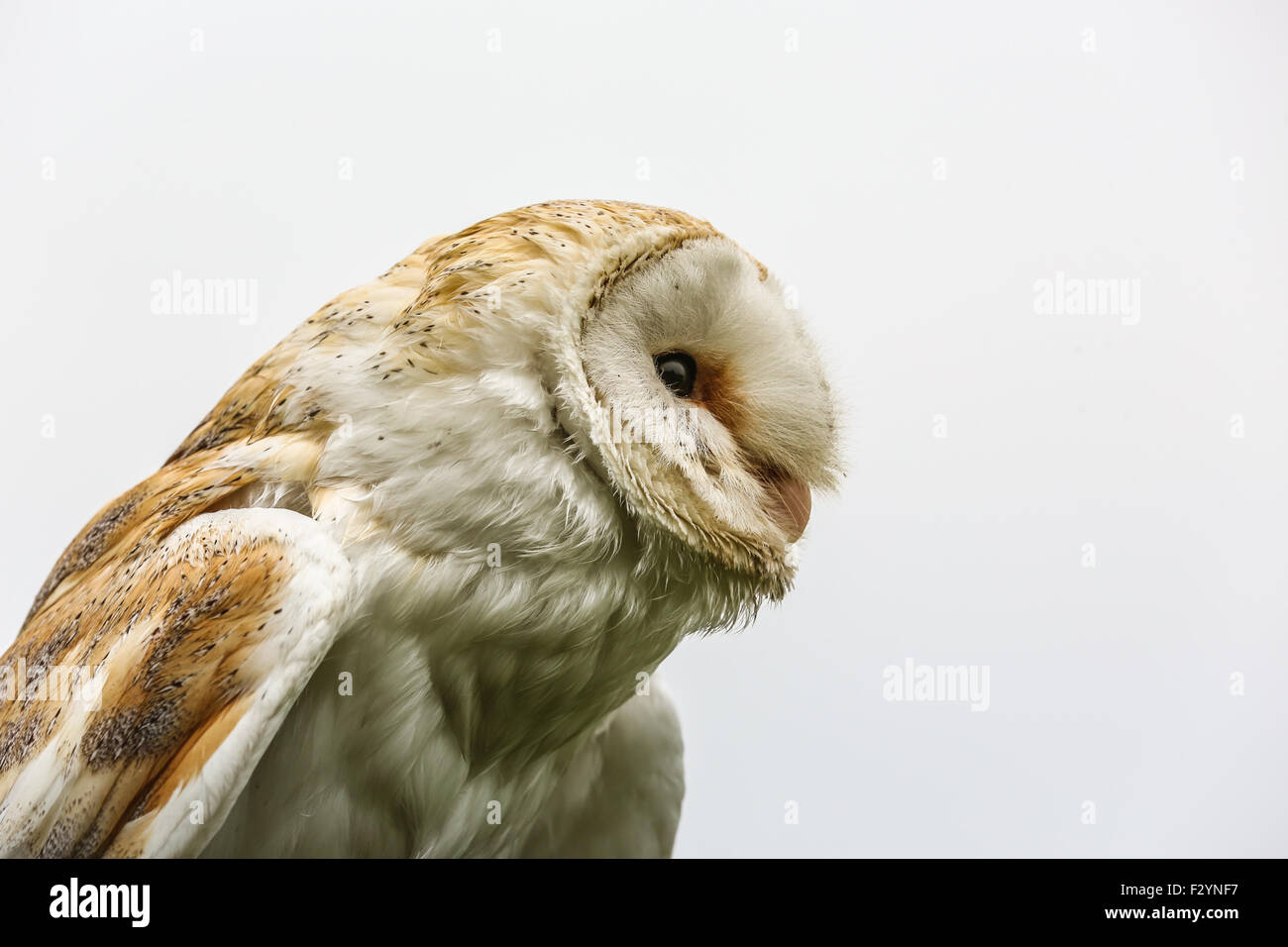 Nahaufnahme Schuss in den Kopf von einer Schleiereule mit dem Himmel, die Herstellung von weißem Hintergrund um die Eule abheben zu machen. Stockfoto