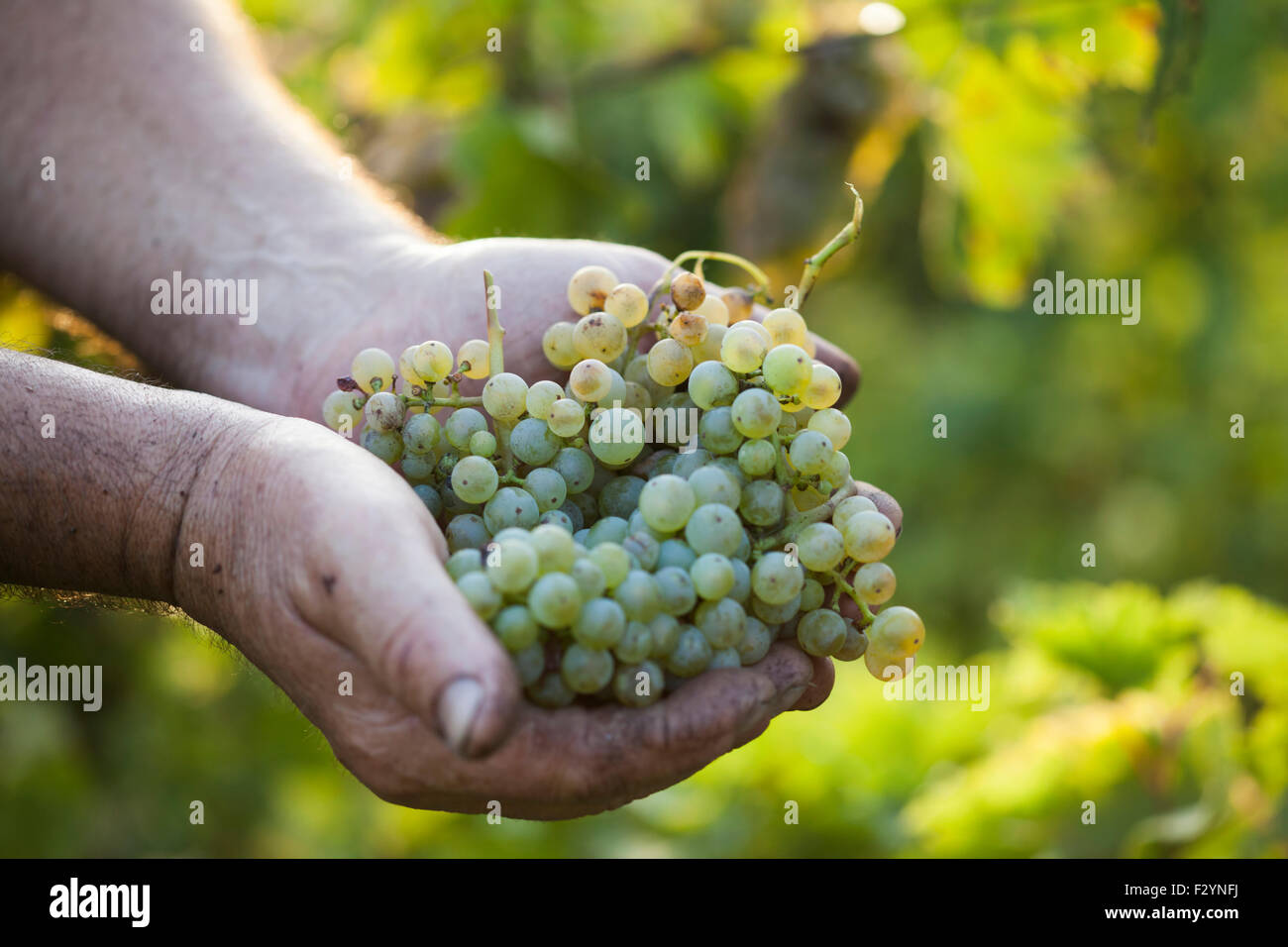 Harvest.Farmers Hände mit frisch geernteten Trauben in den sonnigen Weinbergen Stockfoto