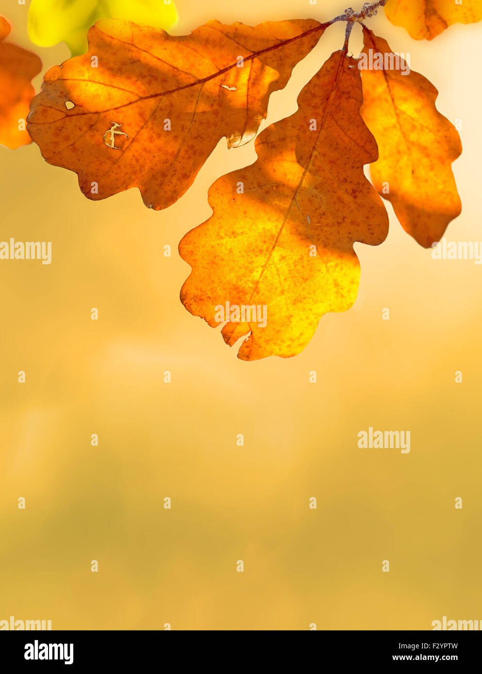 Schönheit der herbstlichen Natur flora Stockfoto