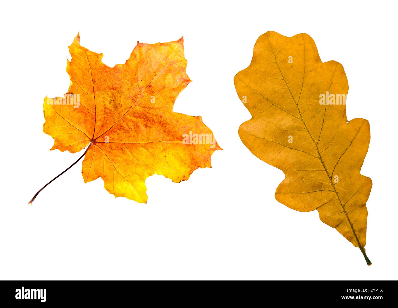 Ahorn und Eiche Blätter im Herbst Laub isoliert Stockfoto