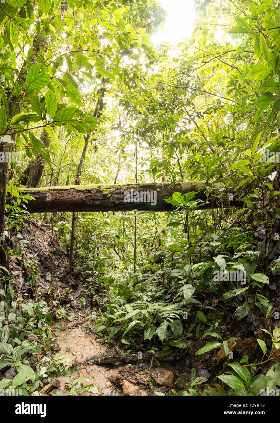Regenwald-Schlucht mit einem gefallenen Baumstamm überbrückt. Im ecuadorianischen Amazonasgebiet Stockfoto