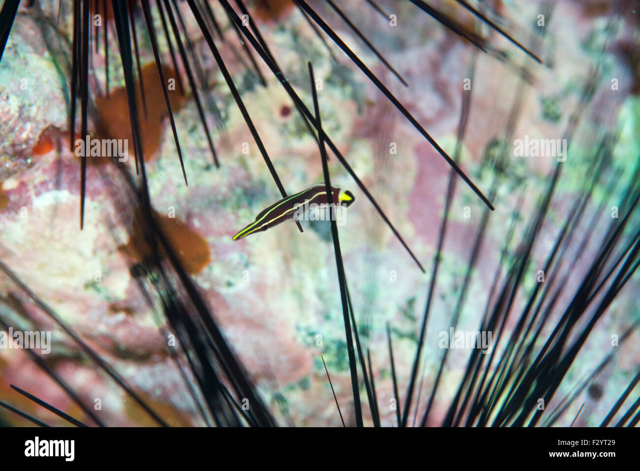 Gestreifte Clingfish, Diademichthys Lineatus (Sauvage 1883).  Lange Schnauze Clingfish, Seeigel Clingfish, Urchin Clingfish, Japan, Stockfoto