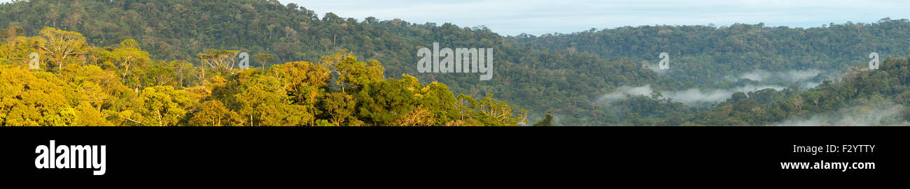 Tropischer Regenwald-Panorama mit den Vordergrund Hang durch die Morgensonne beleuchtet. Im ecuadorianischen Amazonasgebiet Stockfoto