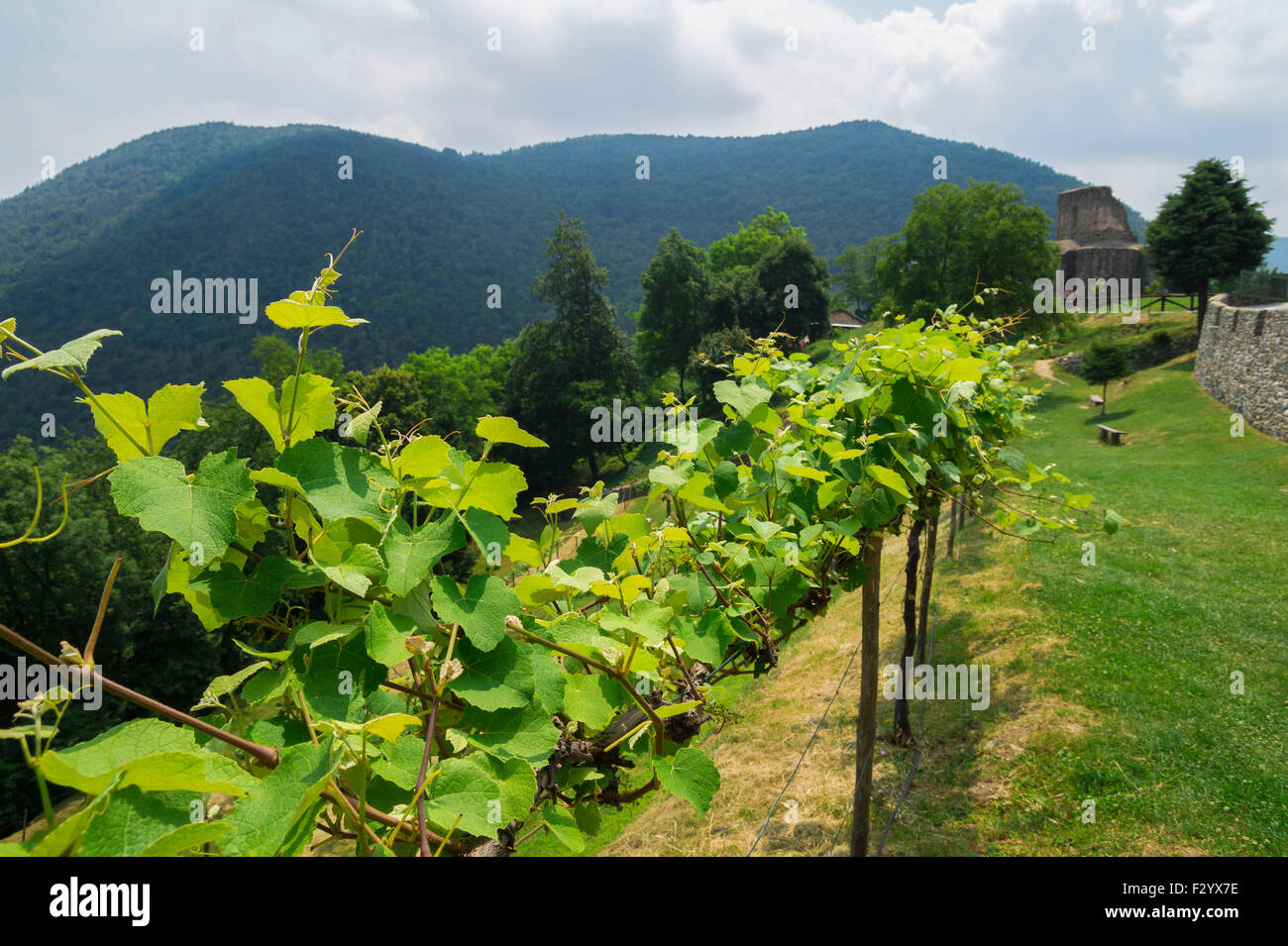 Trauben Reben wachsen in der Region Piemont, Norditalien Stockfoto