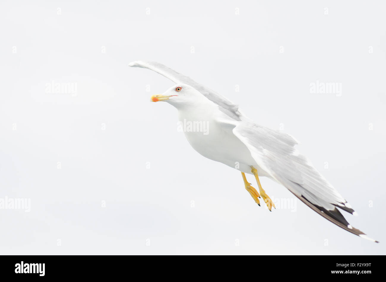 Europäische Möwe fliegen am bewölkten Hintergrund Stockfoto