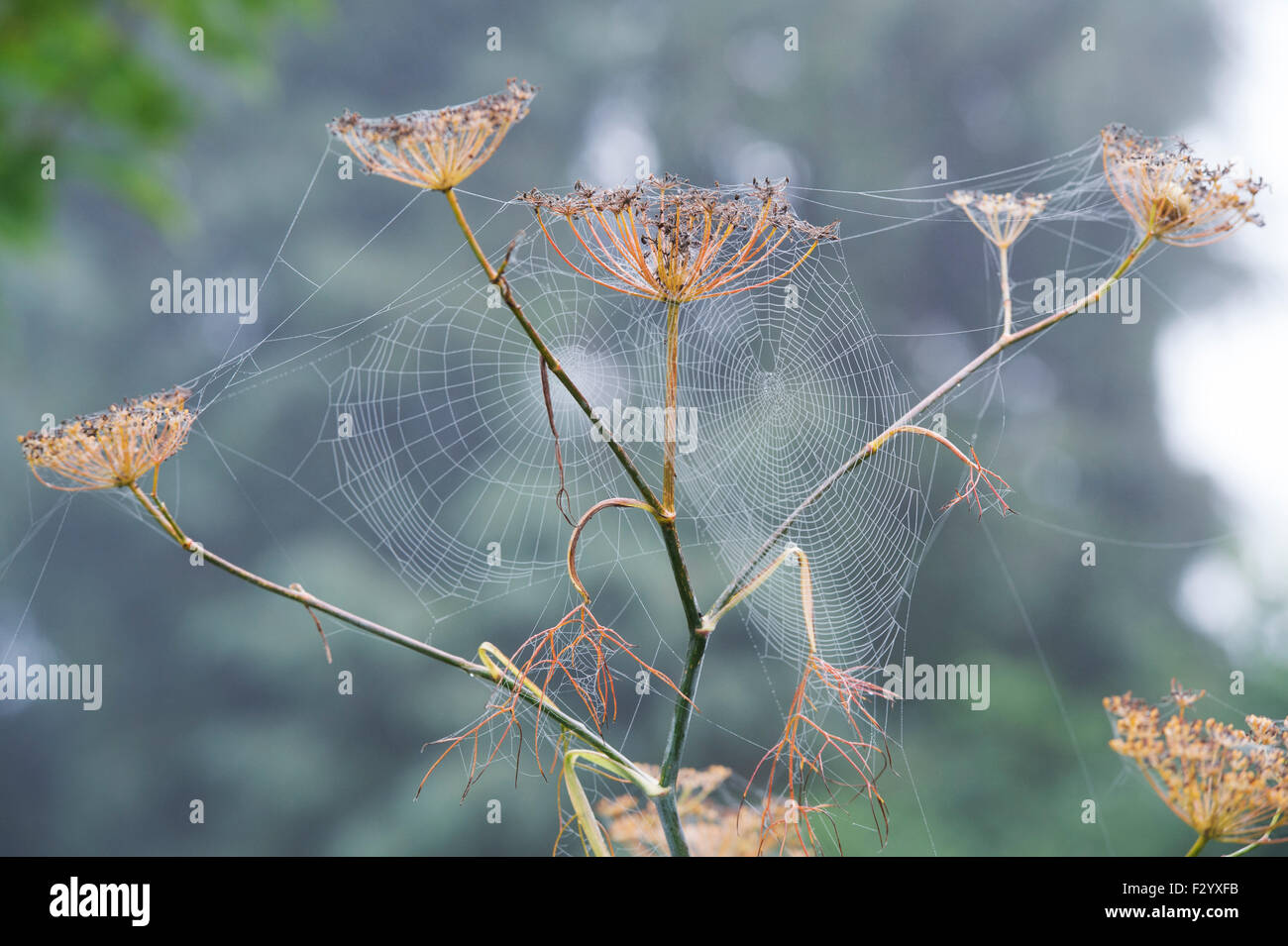 Nebel bedeckt Spinnen Stege in einem englischen Garten im Herbst Stockfoto