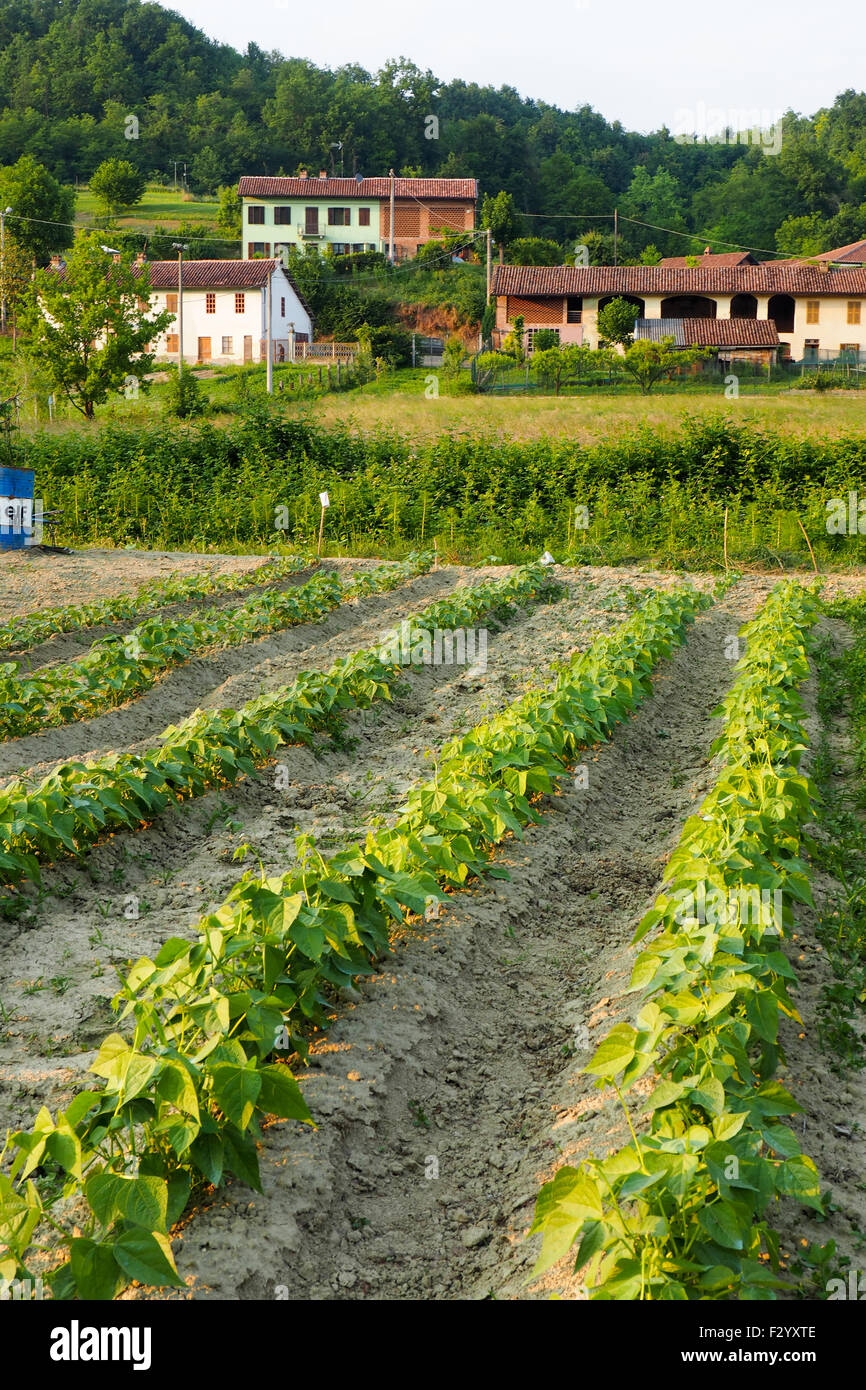 Gemüsegarten und Häuser im Hintergrund. Stockfoto