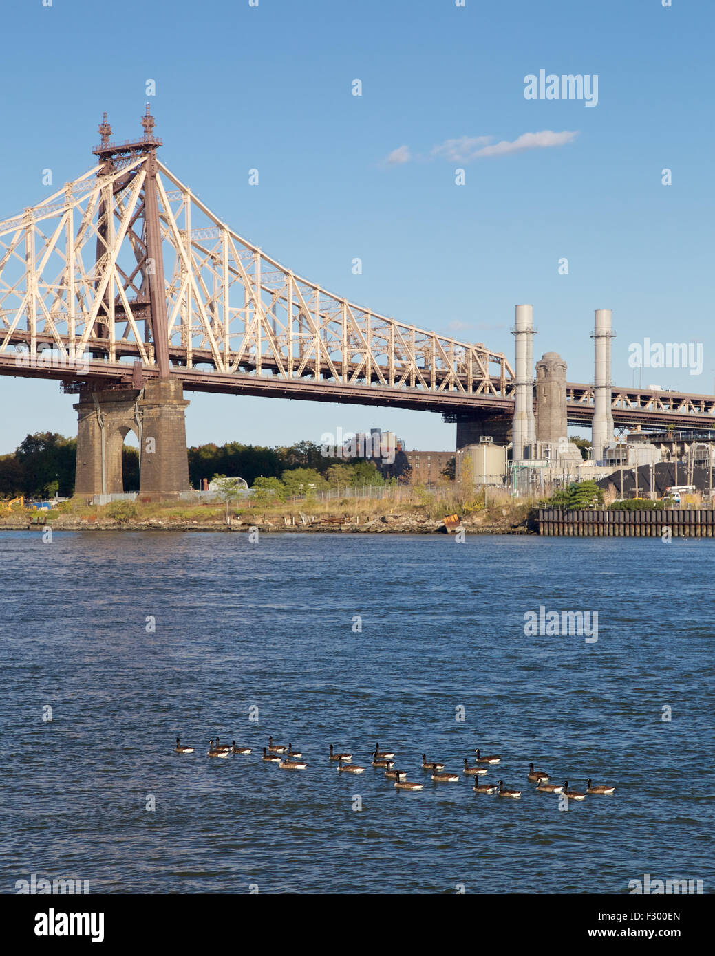 Herde von Enten schwimmt vor die Queensboro Bridge in New York, NY, USA. Stockfoto
