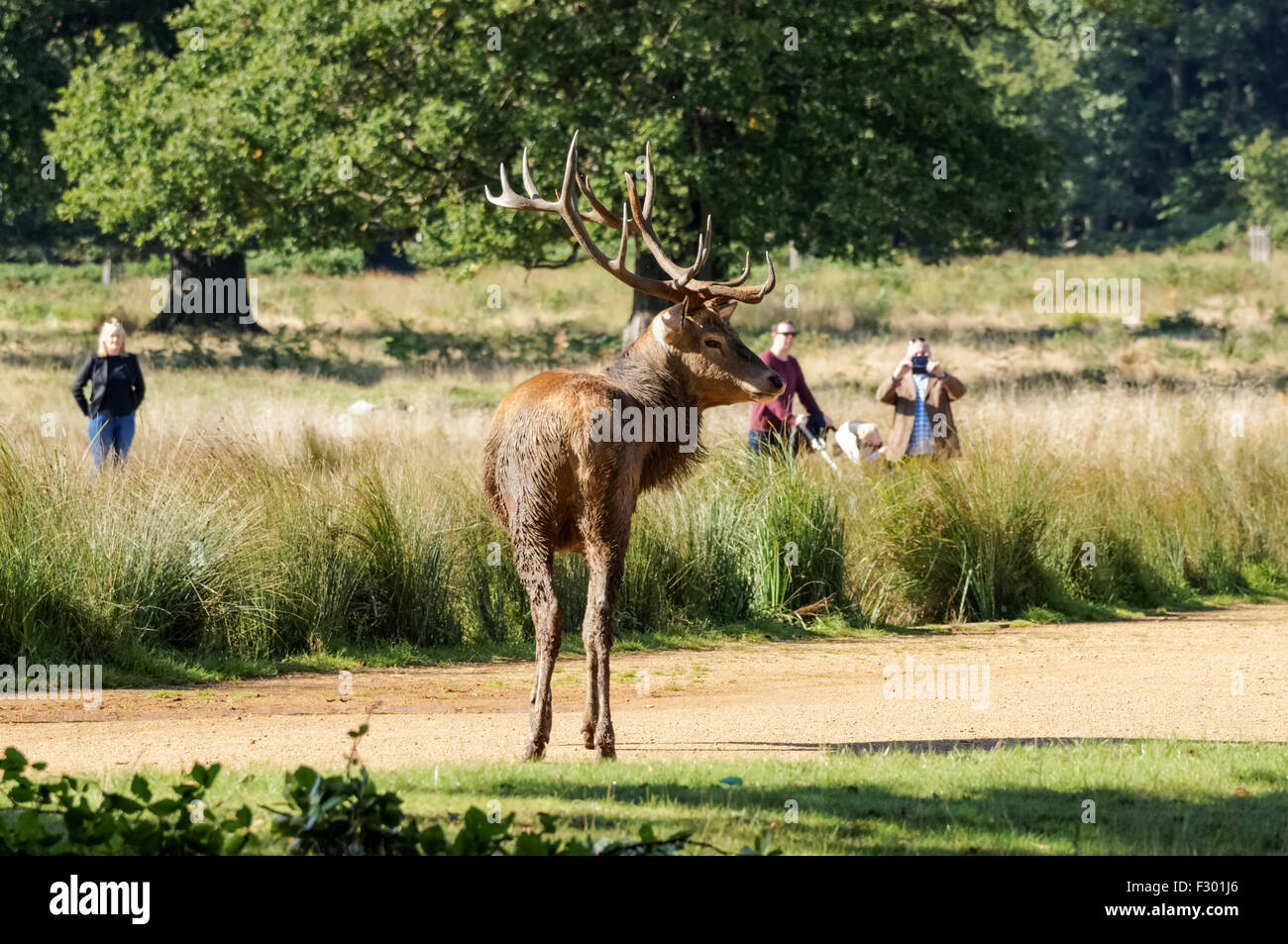 Reh im Richmond Park, London England Vereinigtes Königreich UK Stockfoto
