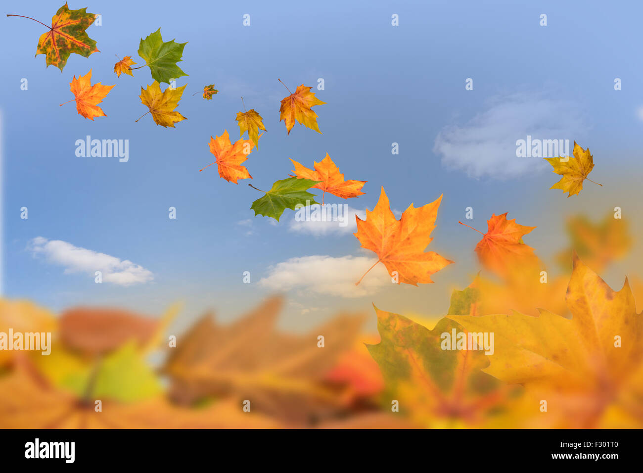 Blätter im Herbst Hintergrund Stockfoto Blätter im Herbst Hintergrund Stockfoto