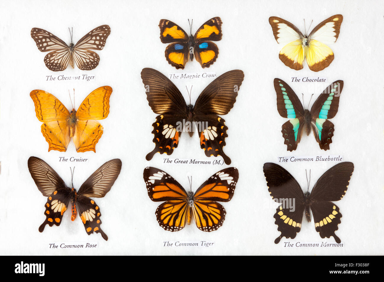Sammlung von mehreren erhaltenen Schmetterlinge Stockfoto