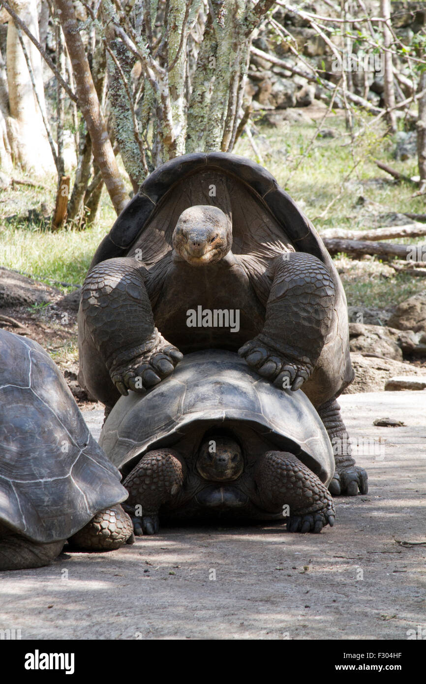 Riesenschildkröten mit Paarungsverhalten, Hochland der Insel Floreana, Galapagos-Inseln Stockfoto