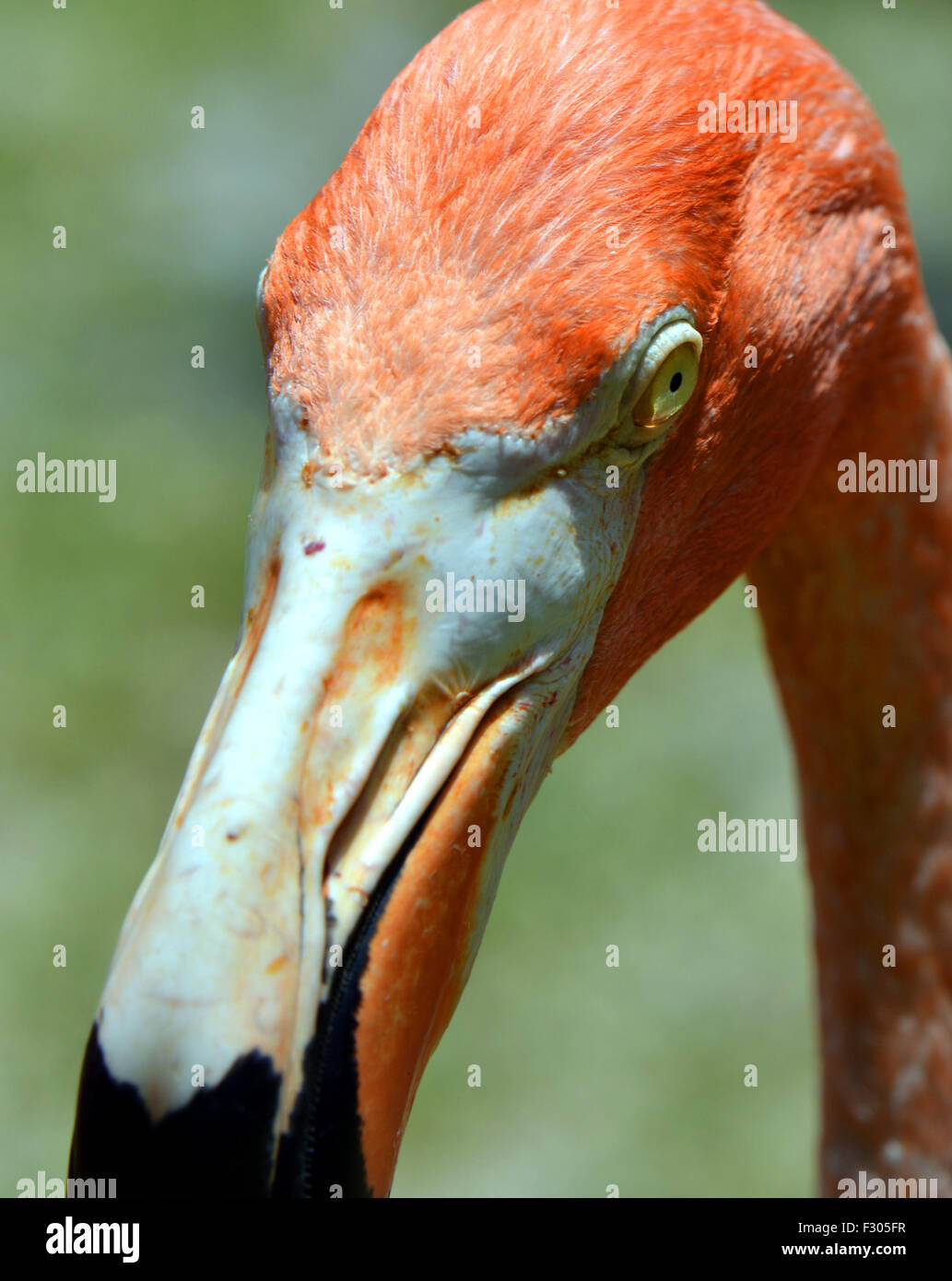 Karibik Flamingo lateinischen Namen Phoenicopterus ruber Stockfoto