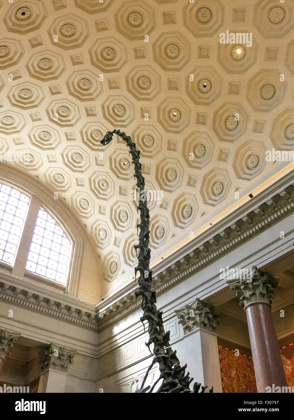 American Museum of Natural History, New York Stockfoto