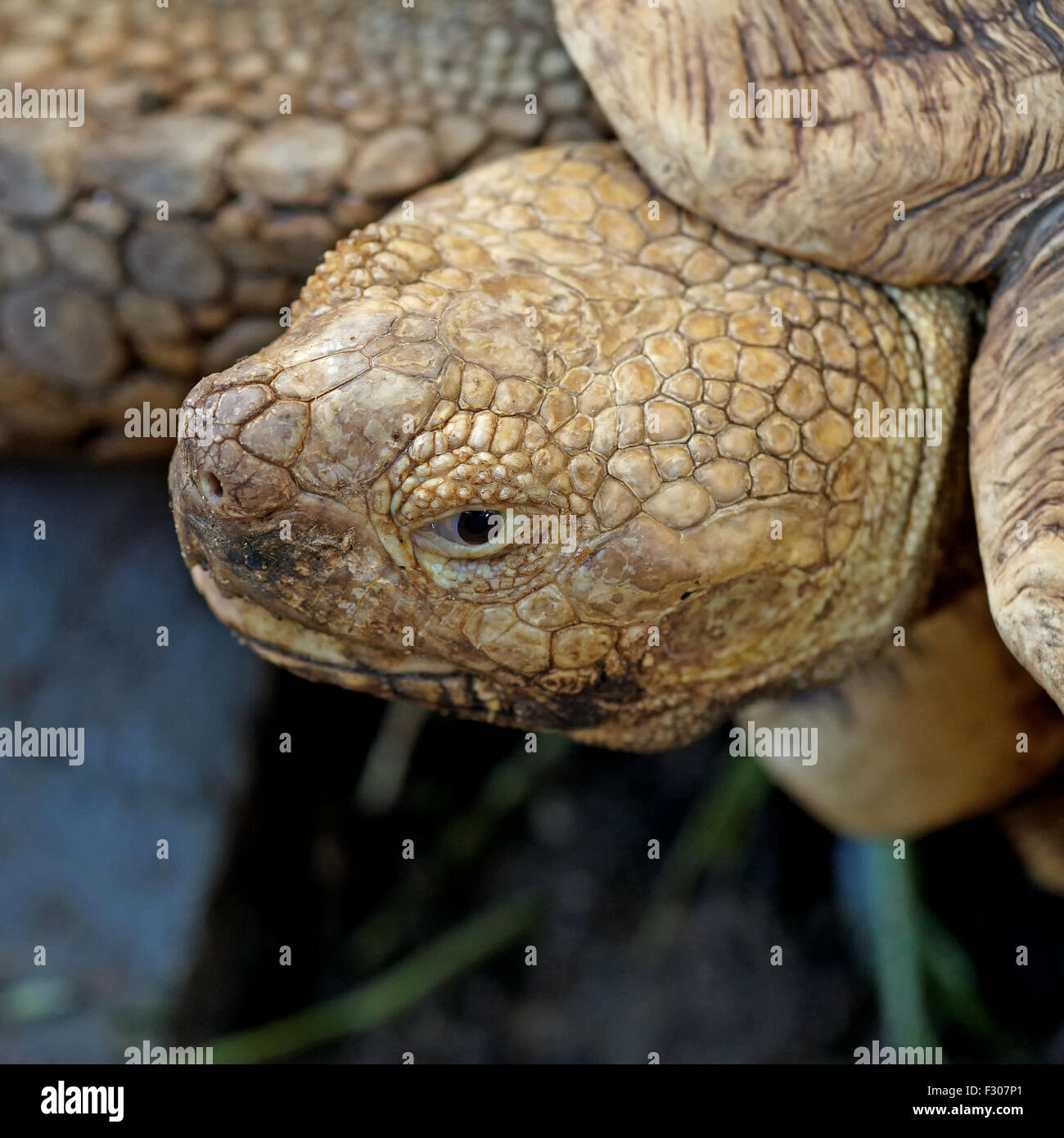 Nahaufnahme des afrikanischen trieb Schildkröte oder Geochelone sulcata Stockfoto