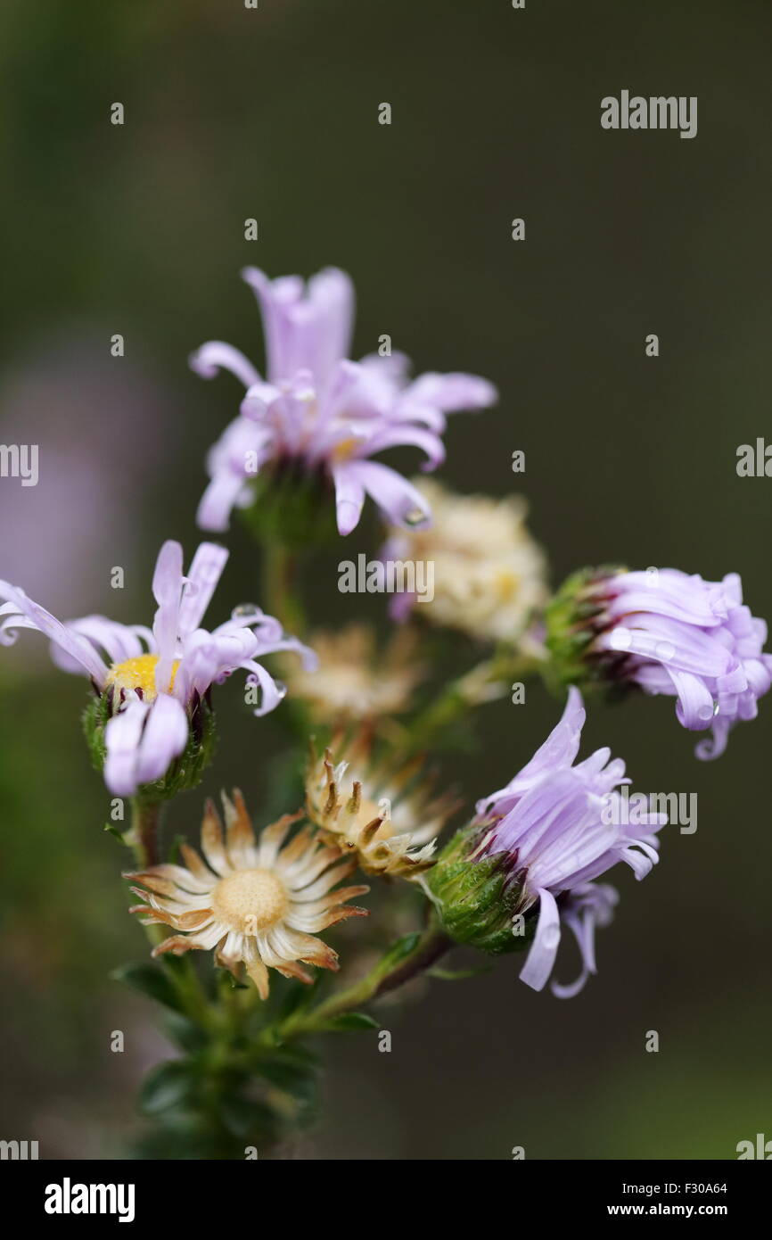 Nahaufnahme von Blumen in verschiedenen Stadien der Entwicklung Stockfoto