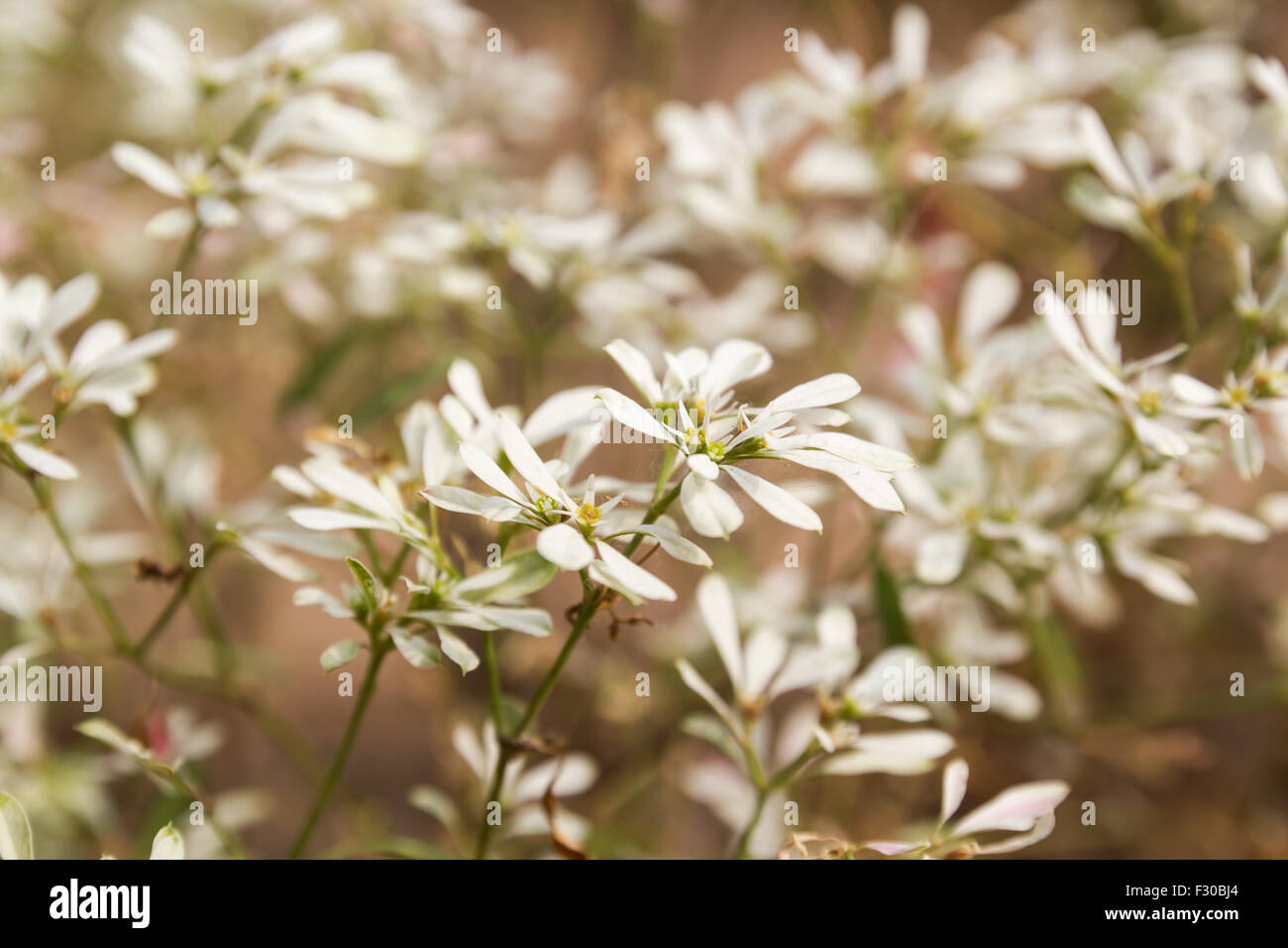 Weiße Blume auf Phu Tok, Chiang Khan, Thailand Stockfoto