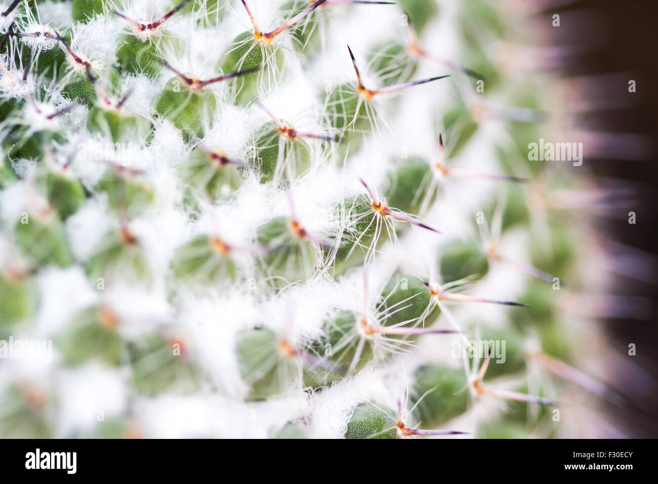 Makro Kaktus im Garten Stockfoto