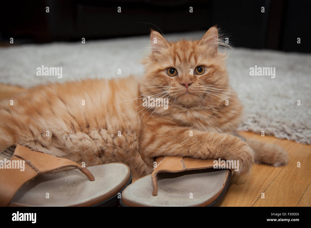 Katze spielt mit Schuhen Stockfoto