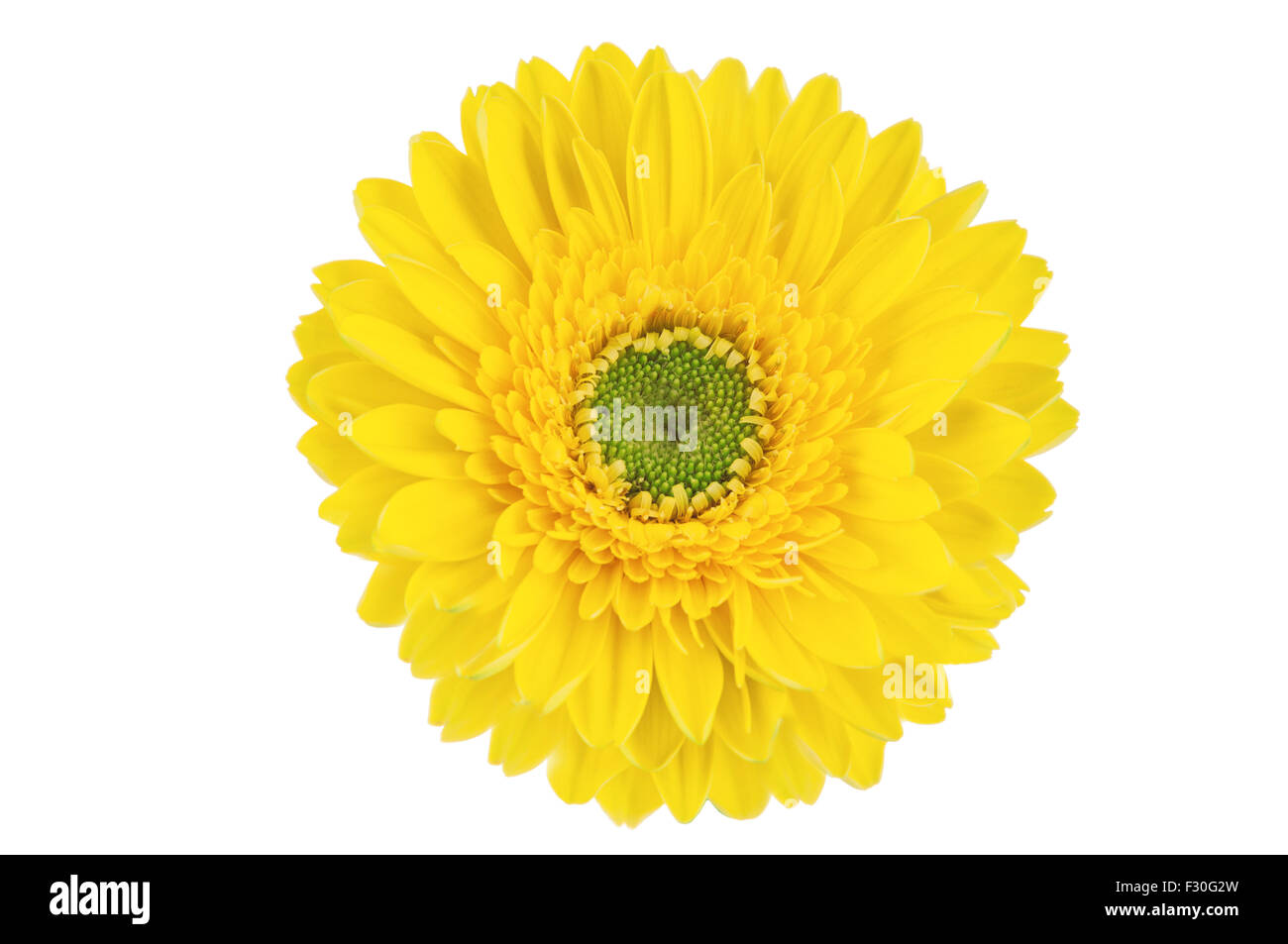 Gelbe Gerbera Blume, isoliert auf weißem Hintergrund. Stockfoto