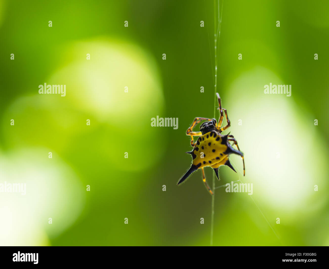 Eine stachelige Kugel Weaver Spider oder Gasteracantha Cancriformis Stockfoto