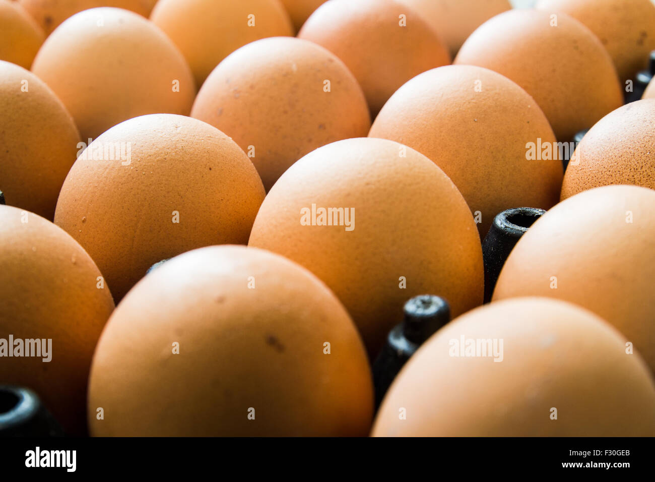 Eiern im schwarzen Gehäuse Stockfoto