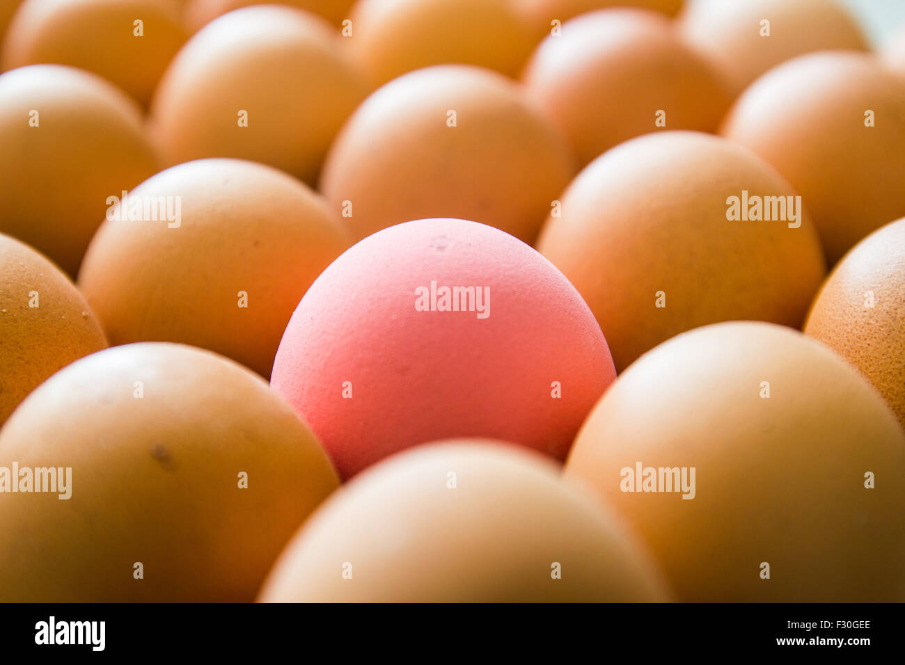 Ein rosa Ei und Orange im schwarzen Gehäuse Stockfoto