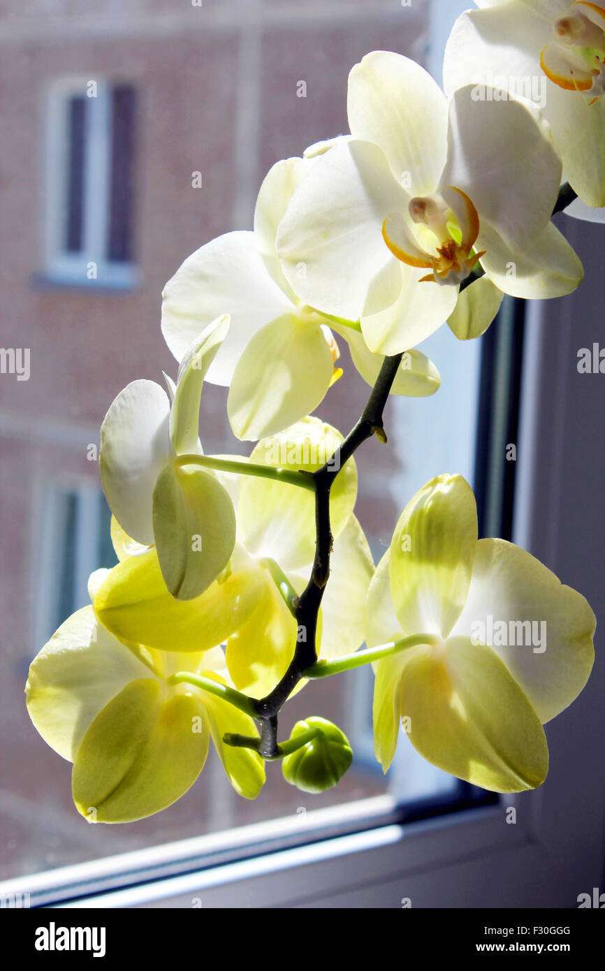 schönen Zweig der die Blüte weiße Orchidee am Fenster Stockfoto