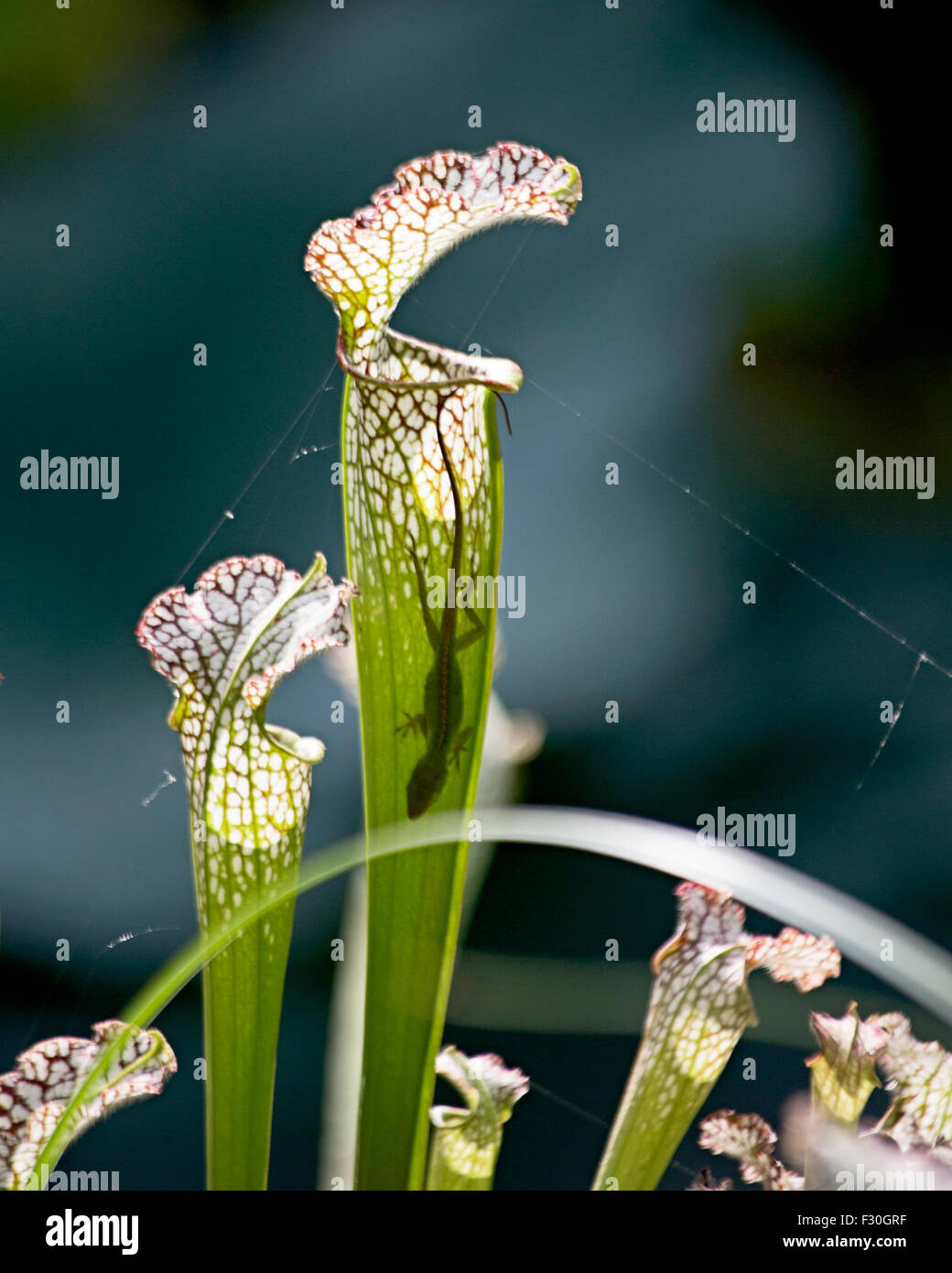 Anole Eidechse auf der Kannenpflanze Columbia South Carolina, Stockfoto