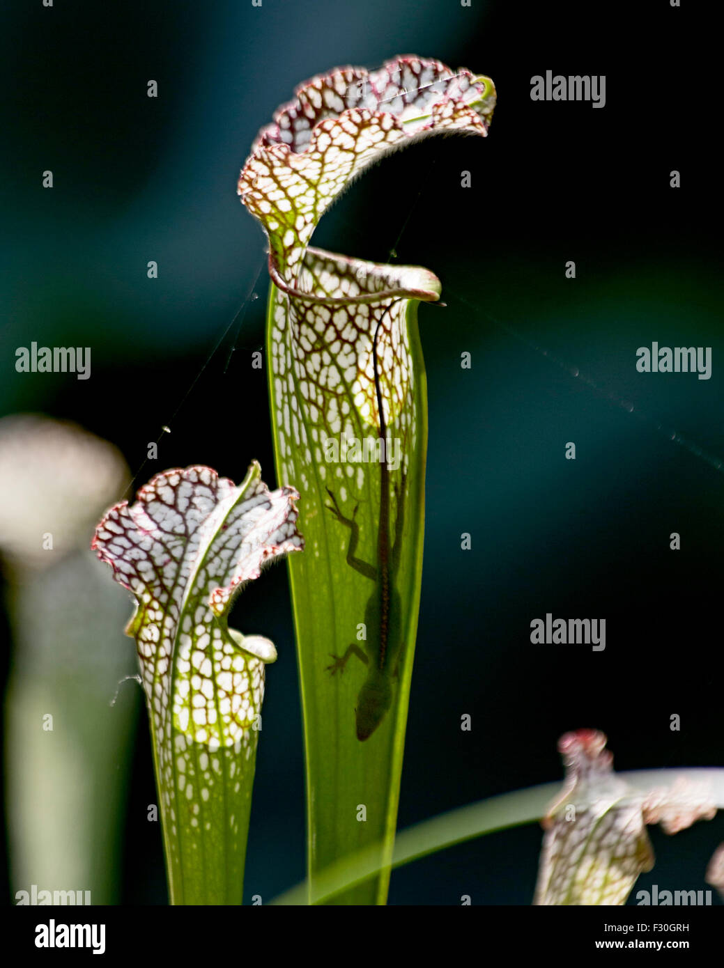 Anole Eidechse auf der Kannenpflanze Columbia South Carolina, Stockfoto