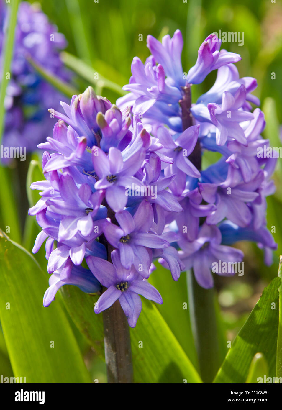 Blume Blau Hyazinthe, vertikale, auf grünen Rasen Hintergrund. Stockfoto