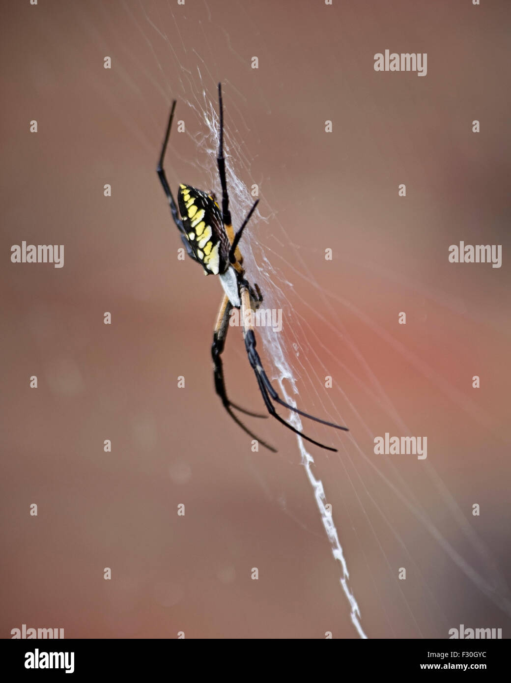 Golden Orb Spider Columbia in South Carolina, Stockfoto