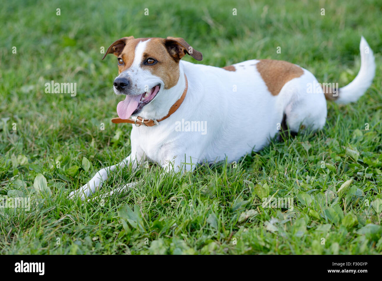 Danisch Schwedisch Stockfotos Danisch Schwedisch Bilder Alamy