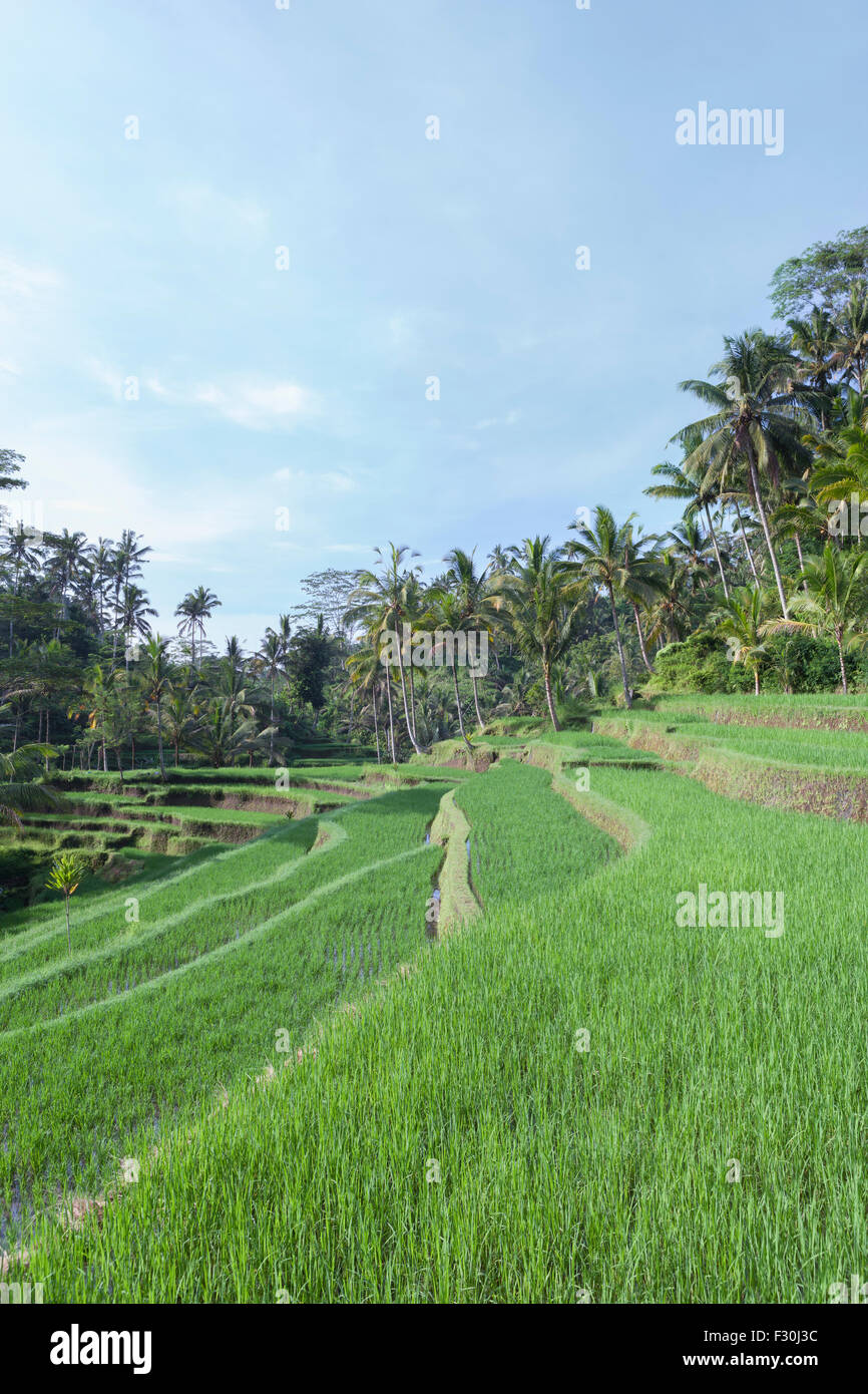 Reis-Terrassen am Eingang zum Gunung Kawi Tempel, Tampaksiring, Bali, Indonesien Stockfoto