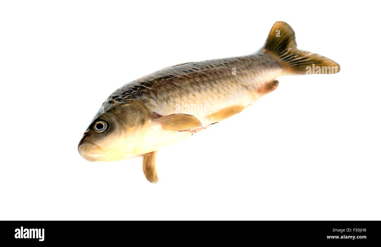 Frisch Fisch Karausche (Carassius Auratus Gibelio) isoliert auf weiss Stockfoto