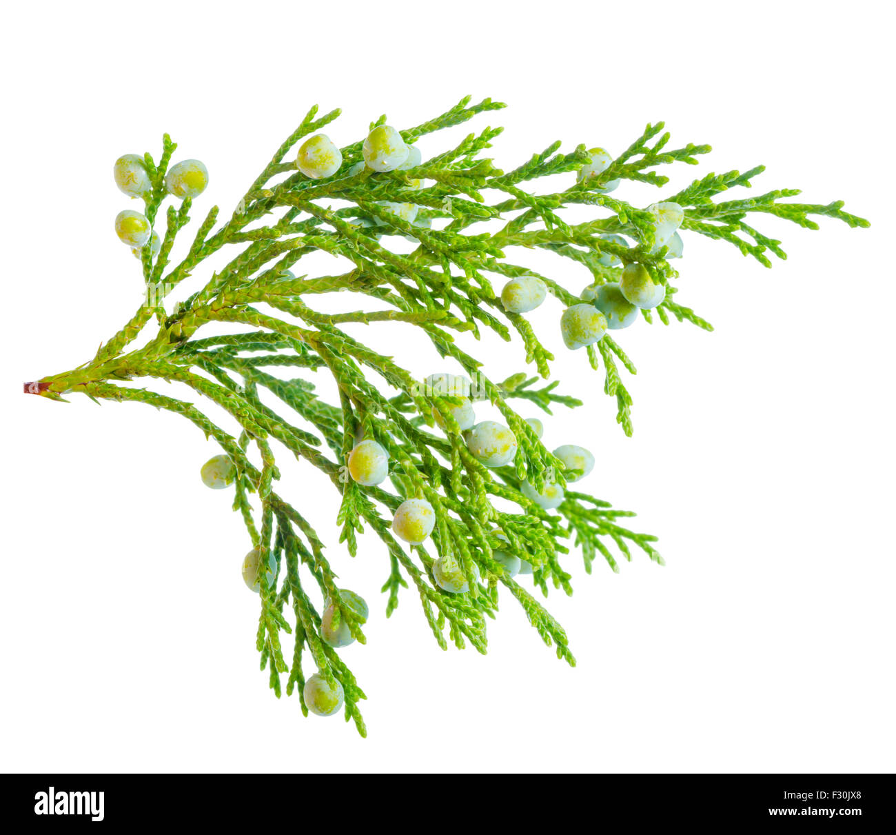 schöne grüne Wacholder Pflanze mit Beeren ist isoliert auf weißem Hintergrund, Nahaufnahme Stockfoto