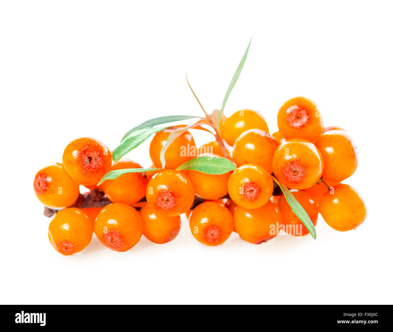 Meer-Sanddorn-Beeren-Zweig ist isoliert auf weißem Hintergrund Stockfoto