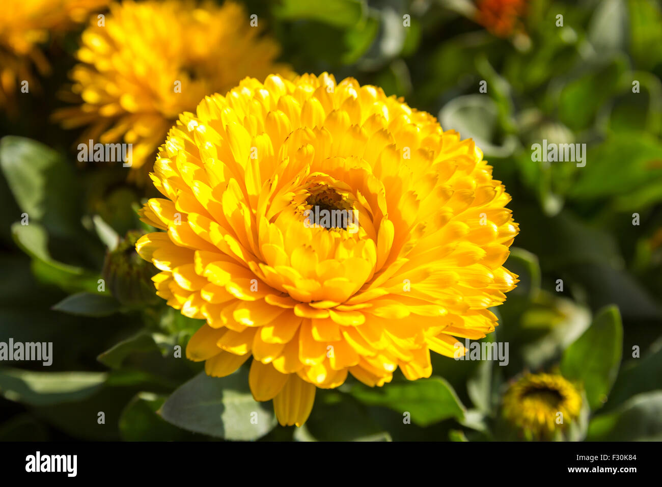 Gelbe Ringelblume-Blume am Doi Inthanon, Chiangrai, Thailand Stockfoto