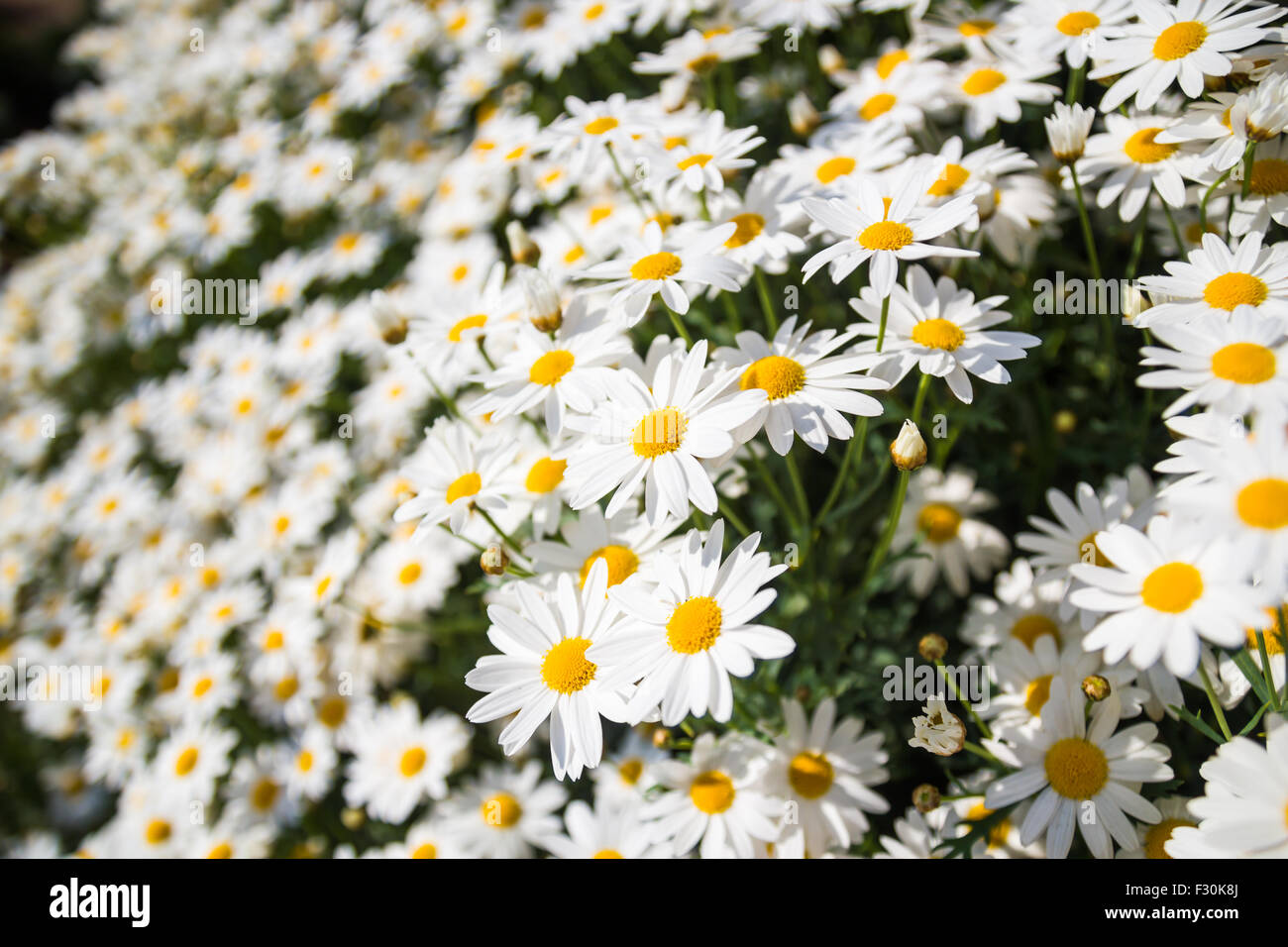 Schöne weiße Daisy am Doi Inthanon, Chiangrai, Thailand Stockfoto