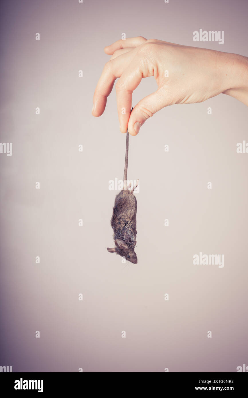 Eine Hand Halt Eine Tote Maus Den Schwanz Stockfotografie Alamy