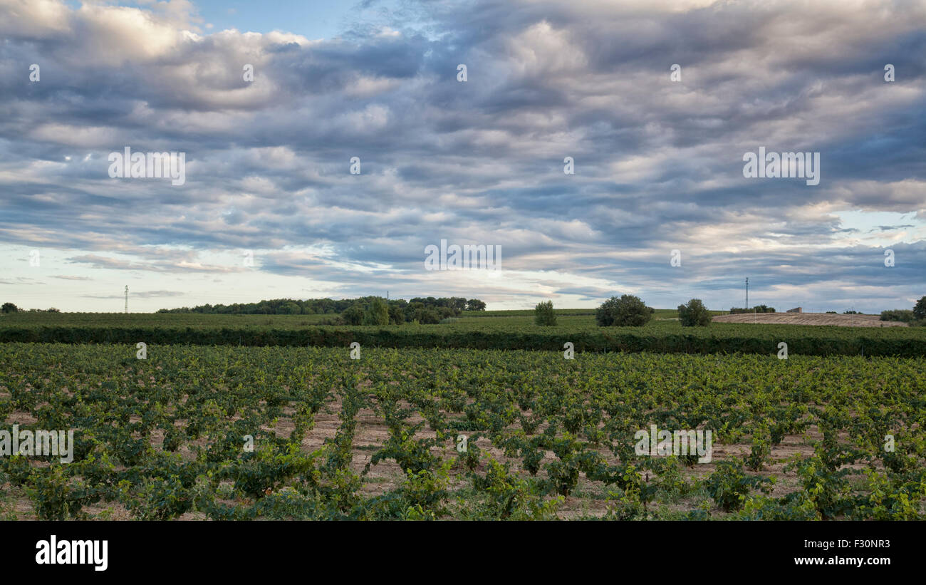 Weinberge in der Nähe von Alignan-du-Vent, Hérault region Stockfoto