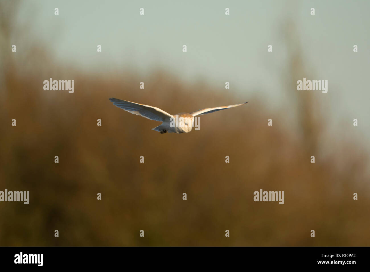 Eine Schleiereule im Flug in der Abendsonne, Rye Harbour Nature Reserve, East Sussex, UK Stockfoto