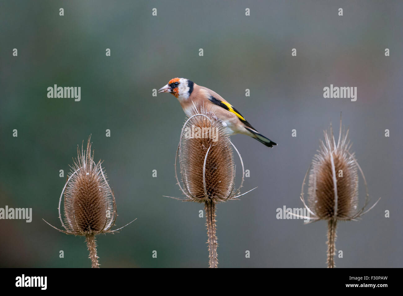 Ein einzelnes Stieglitz Fütterung auf Karde Samen aus einer Seedhead vor diffusem Hintergrund, Hastings, East Sussex, UK Stockfoto