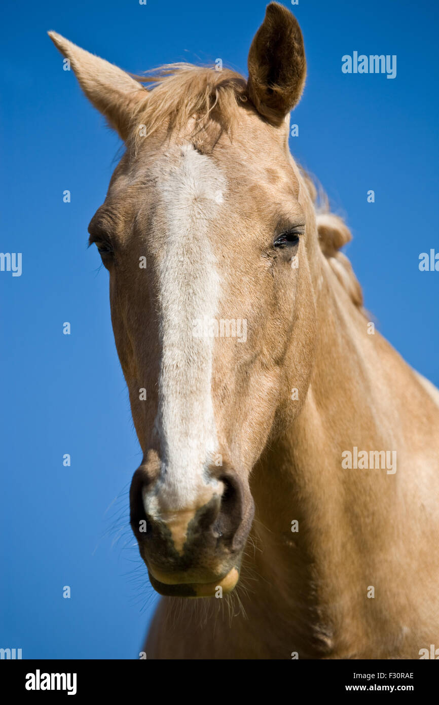 Pferdekopf Stockfoto
