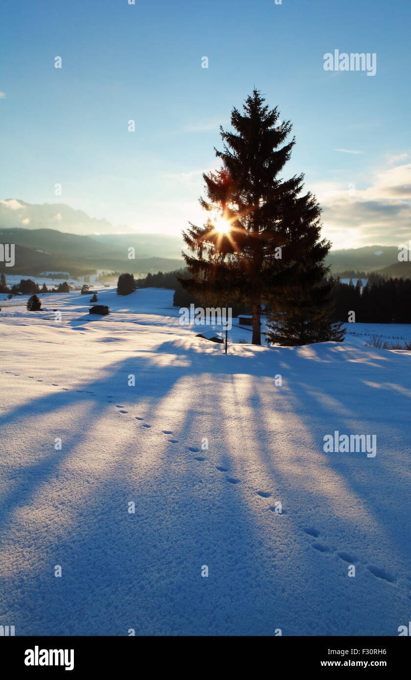 Sonnenstrahlen hinter Fichte im Winter Alpen, Deutschland Stockfoto
