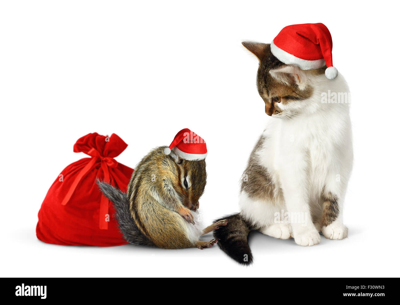 Xmas Haustiere, Lustige Streifenhörnchen und Katze mit Weihnachtsmütze und sack Stockfoto