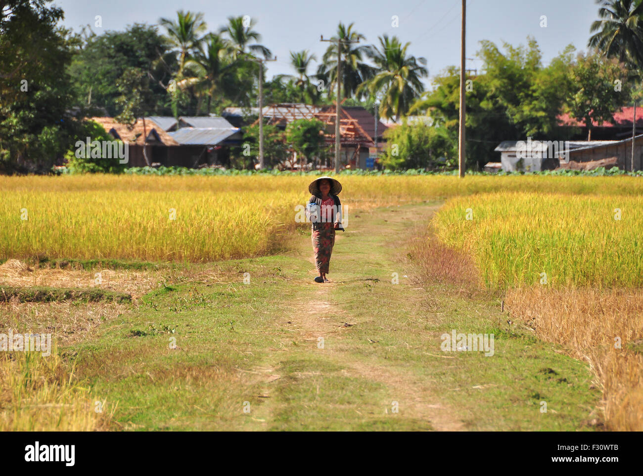 Reisfelder in 4000 Inseln, Laos Stockfoto